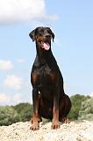 DOBERMANN 1187